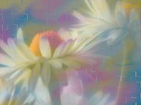 Two daisies against a colourful geometric background