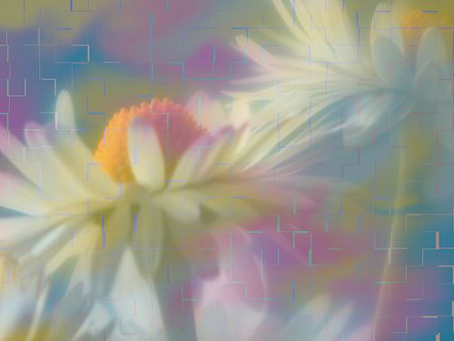 Deux marguerites sur un fond géométrique multicolore