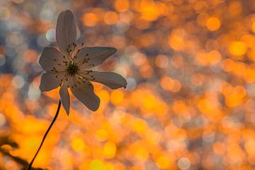 Spring flower by Richard Guijt Photography