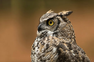 Porträt einer Eule... Virginia-Uhu * Bubo virginianus *