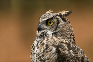 Great Horned Owl / Tiger Owl * Bubo virginianus *, headshot van wunderbare Erde