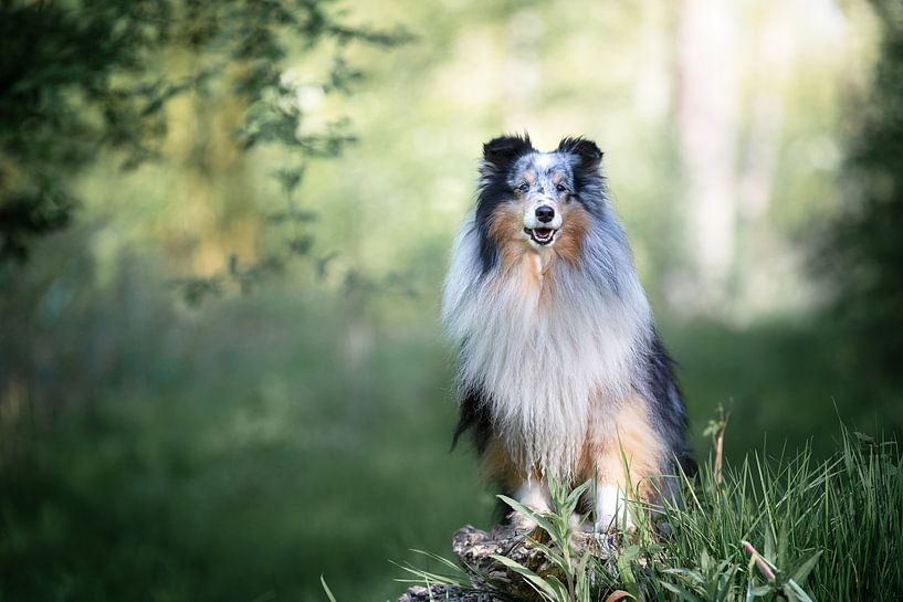 sheltie in the forest by Monique Smit
