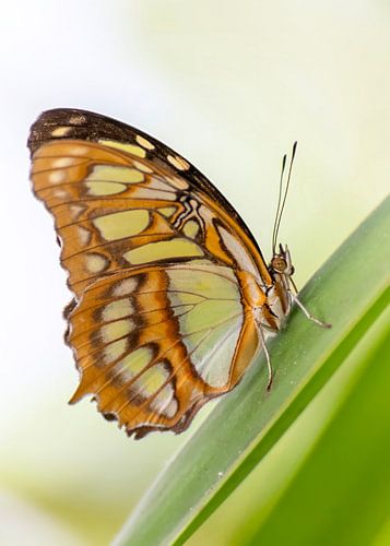 Orange butterfly on green leaf