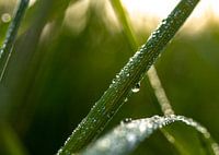 Rosée matinale sur une feuille d'herbe