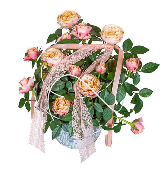 A bucket planted with a rosebush on a white background. by ManfredFotos