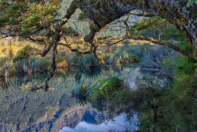 Natuur reflecties  van Patricia Hofmeester