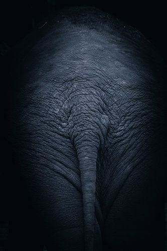 Les fesses d'un éléphant