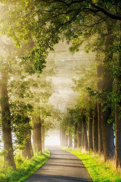 Shining by Lars van de Goor