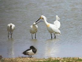 Löffler putzen sich gegenseitig das Gefieder von Saranda in t Veld Fotografie