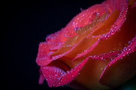 Pink rose side . by iwan faber