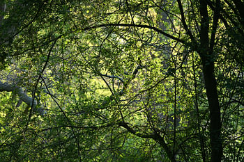 Groene Tunnel
