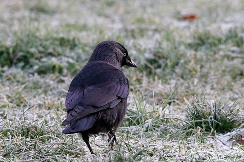 Kauw in de ochtend dauw
