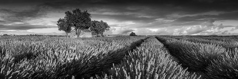 Boerderij in een lavendelveld in Frankrijk. Zwart-wit beeld. van Manfred Voss, Zwart-Wit Fotografie