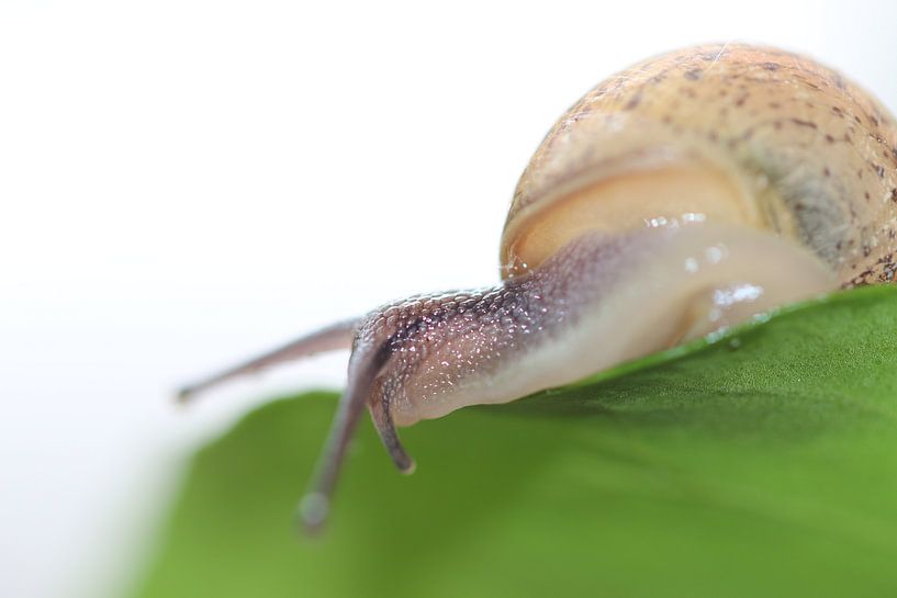 Schnecke auf einem Blatt von Bärbel Severens