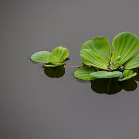 Reflectie van Elsje van Dyk