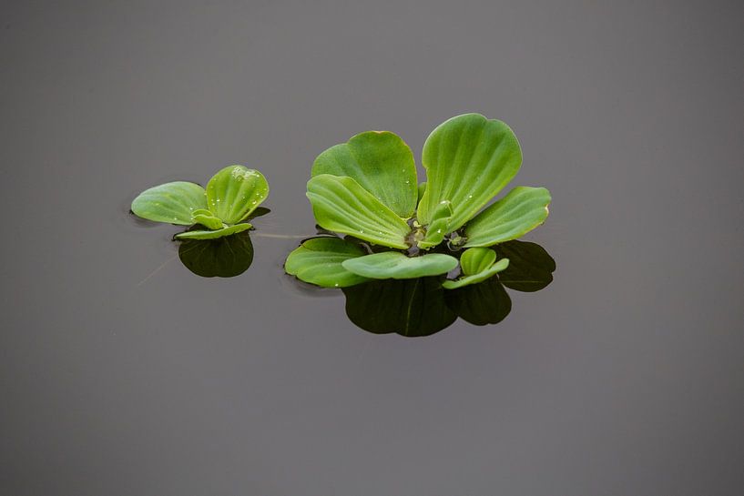 Reflection by Elsje van Dyk