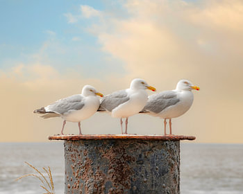 Trio Larus