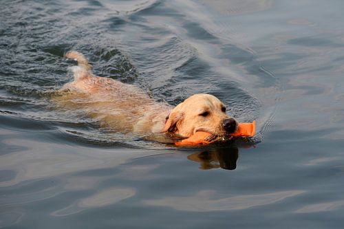 labrador apporteert een dummy