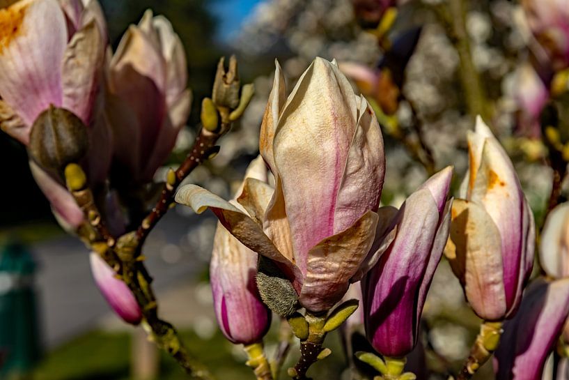 Purpur Magnolie Susan von Holger Felix