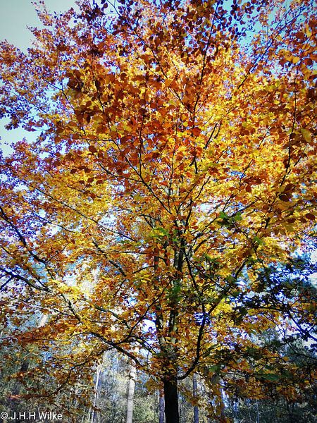 Bunter Herbst von Jamilla Wilke