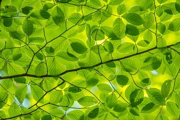 leaves mint green