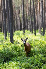 Curious roe deer in the forest. by Ben Hoedt