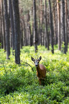 Nieuwsgierige ree in het bos. van Ben Hoedt