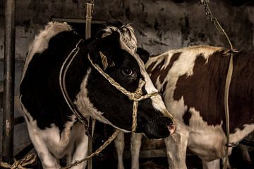 koeien in oude stal