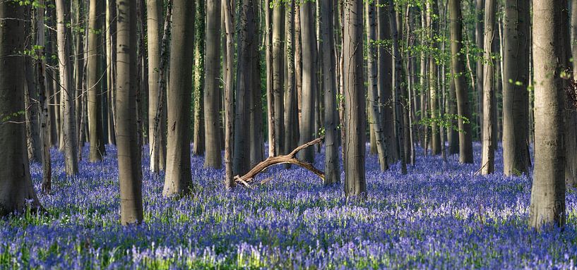 Hallerbos 2022 - 3 von Bart Ceuppens