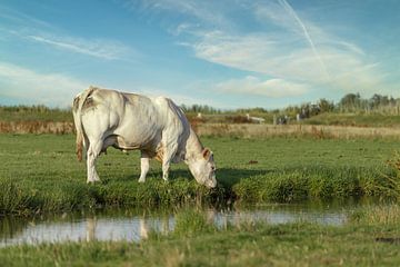 Vache dans le pré sur Dennis Schaefer