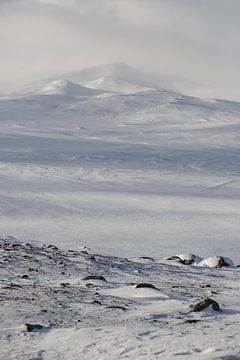 Dovrefjell Norway in winter by Marije Baan