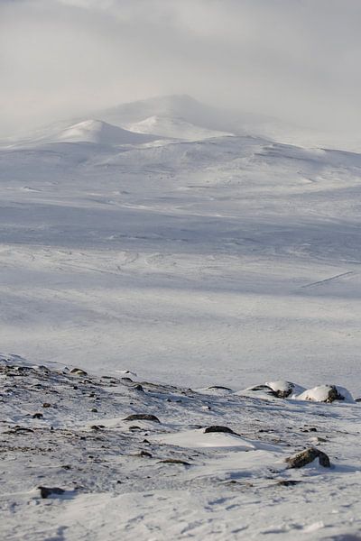 Dovrefjell Norvège en hiver par Marije Baan