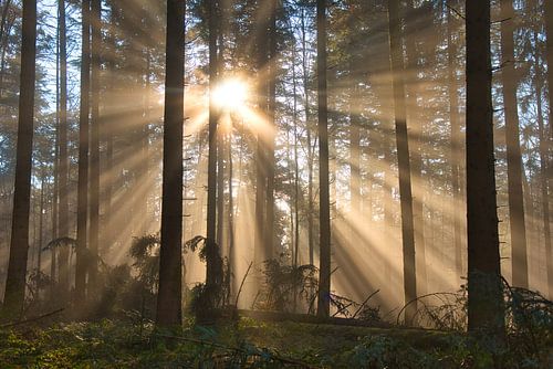 Mystical Black Forest