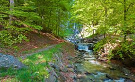 Ein Erlenwald mit einem Bach