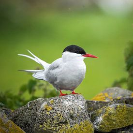 Arctic tern by Tom Zwerver