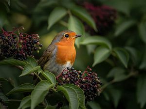 Hübsches Rotkehlchen im Holunderbusch, Mooie roodborst in een vlierstruik