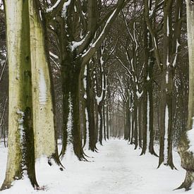 Snow on trees in forest, Netherlands, Roosendaal by Wies Van Erp