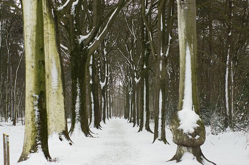 La neige sur les arbres en forêt, Pays-Bas, Roosendaal