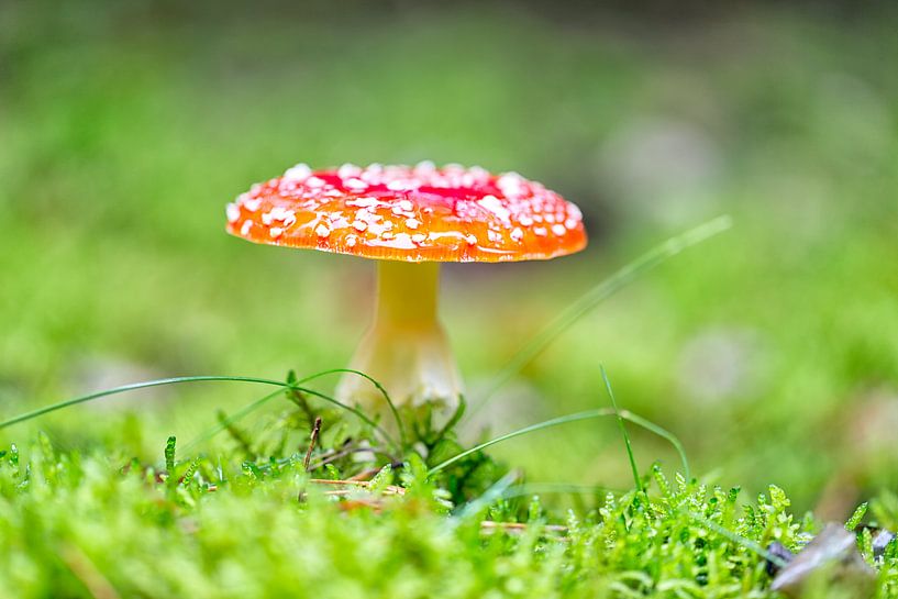 Toadstool by Angelika Stern