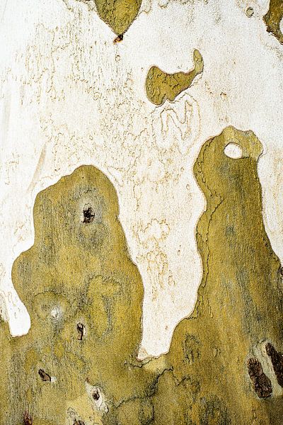 Tree trunk | abstract art in nature by Ellis Peeters