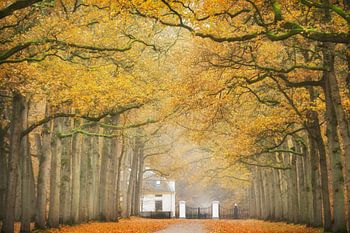 Der hell leuchtende goldene Herbst