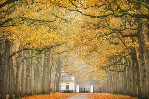 De helder glanzende gouden herfst