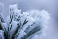 Een wit winterdetail, bevroren plant met ijspegeltjes van Karijn | Fine art Natuur en Reis Fotografie thumbnail