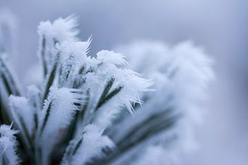 Ein weißes Winterdetail, gefrorene Pflanze mit Eiszapfen
