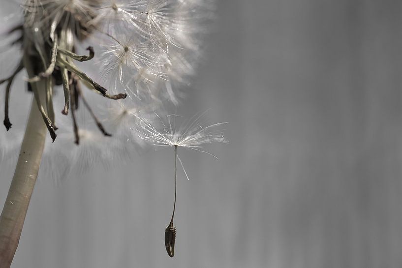 Letting go by Jolanda van der Molen