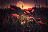 Poppy(d) field