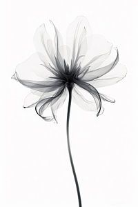 Fleurs transparentes sur Bert Nijholt