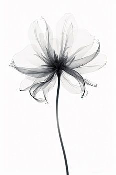 Transparente Blumen