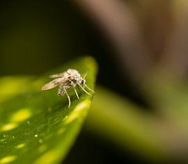 Moth Gnat by Vincent Vroegop