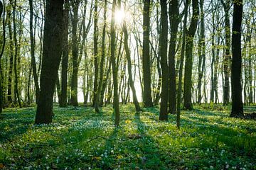 Bos in de lente van Martin Wasilewski